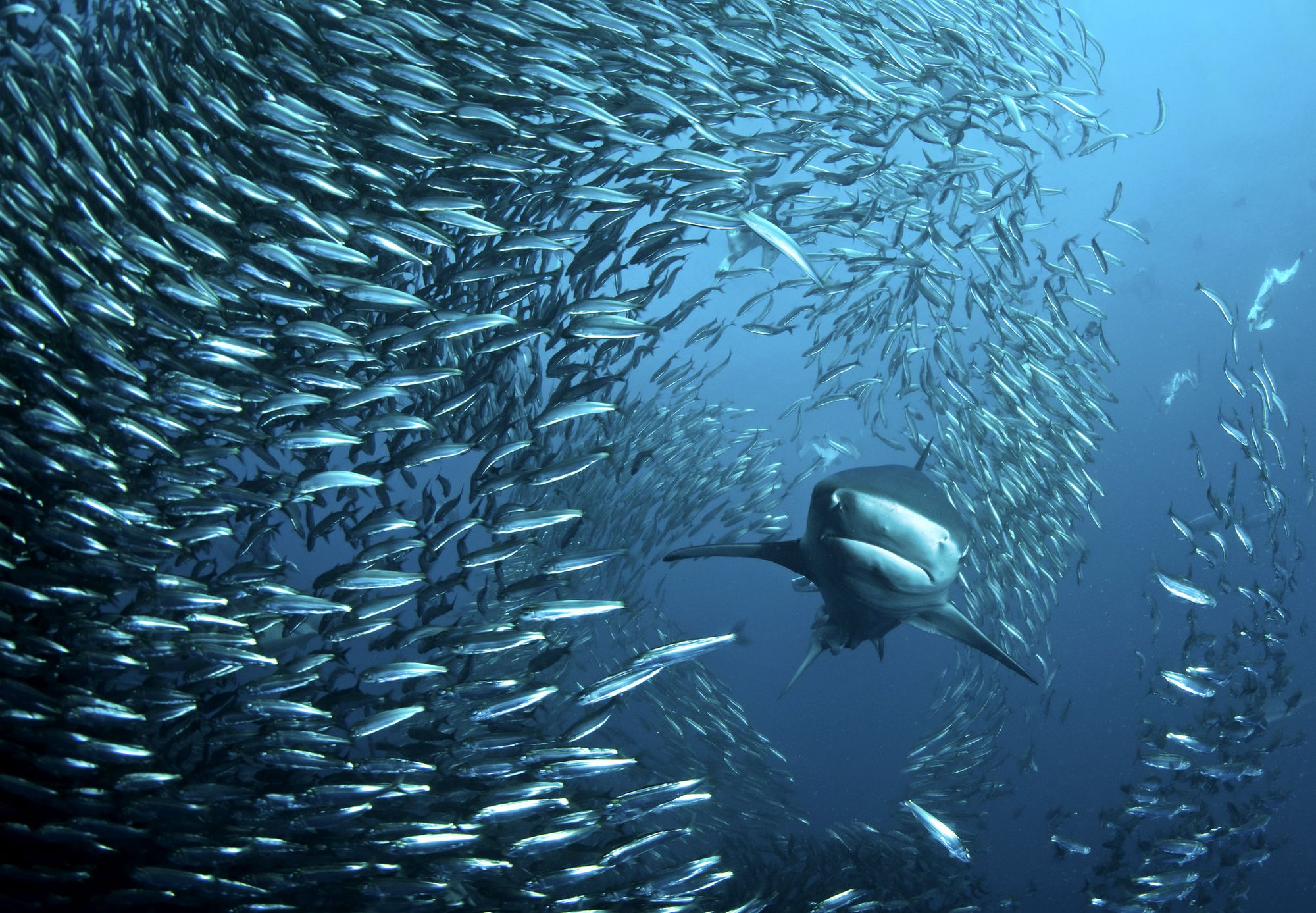 Sardinha vs. Tubarão